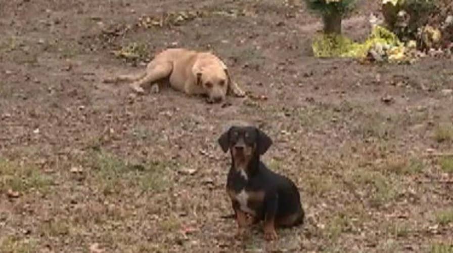 Man's dying wish: new homes for his dogs