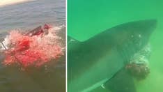 GRAPHIC IMAGES: Shark attacks seal, turns water red