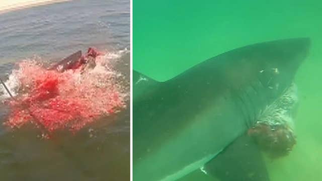Warning, graphic content: Rare look at white shark predation
