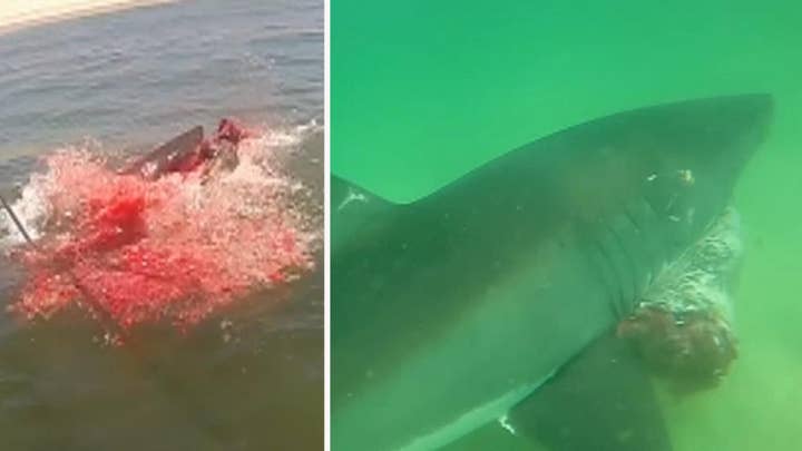 Warning, graphic content: Rare look at white shark predation