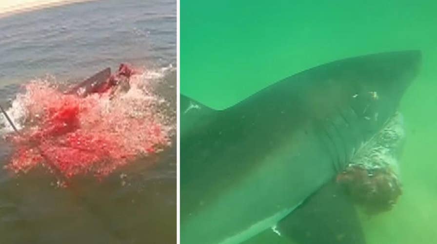 Warning, graphic content: Rare look at white shark predation