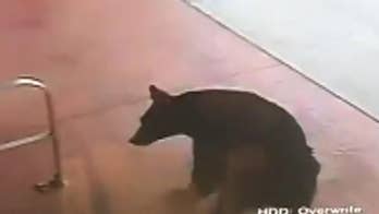 Bear caught on camera wandering into Connecticut liquor store