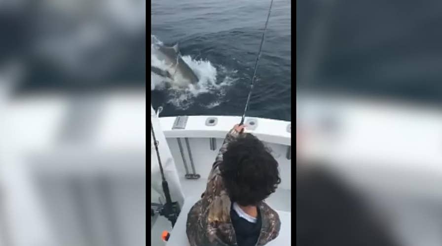 Great white shark steals catch off line, surprises kid