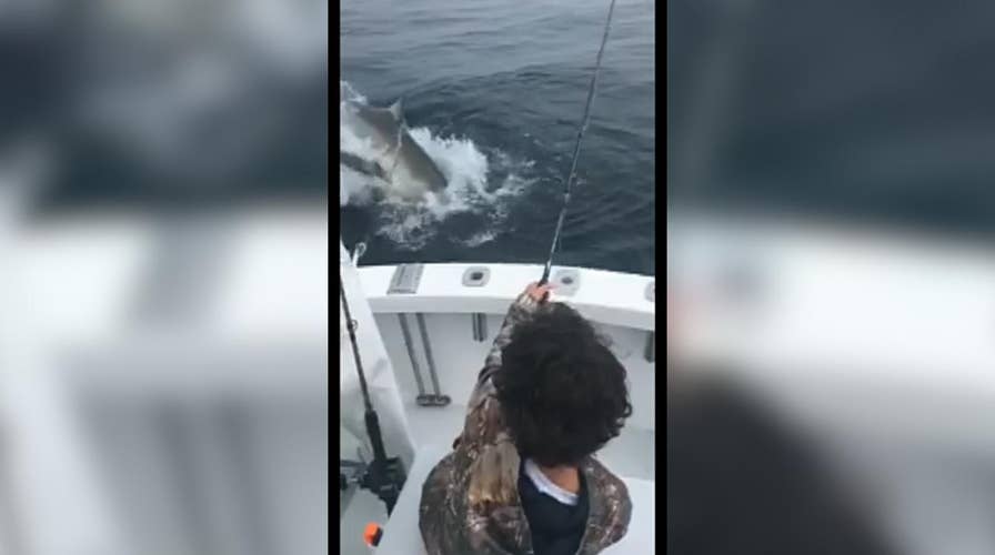 Great white shark steals catch off line, surprises kid