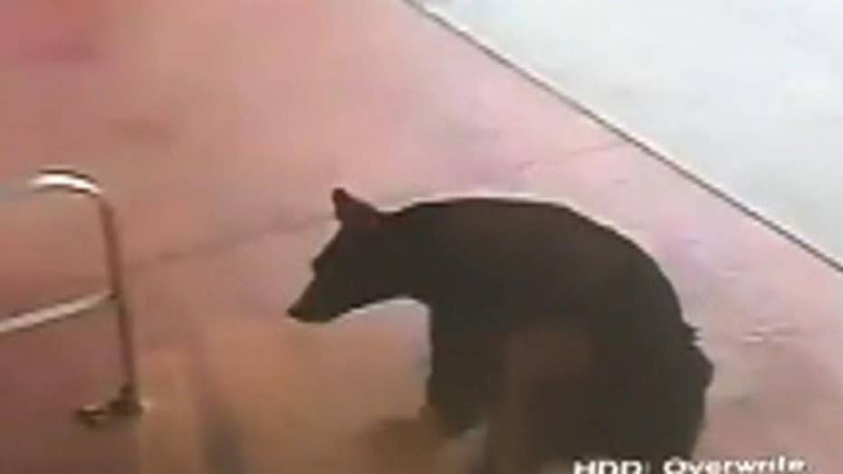Bear Caught On Camera Wandering Into Connecticut Liquor Store Fox News
