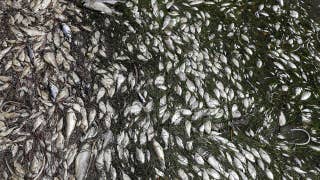 Florida issues red alert over red tide - Fox News