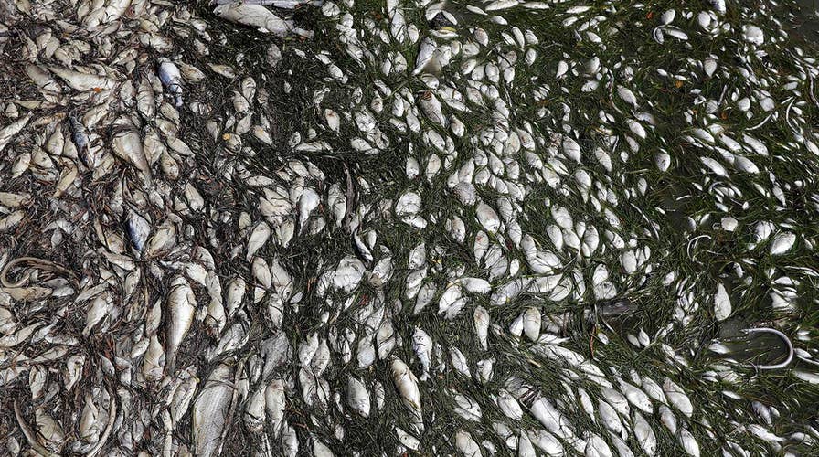 Florida issues red alert over red tide