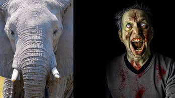 Elephants rarely get cancer because their bodies have a rare 'zombie gene'