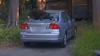 California deputies use beanbag gun to release bear stuck in car, video shows