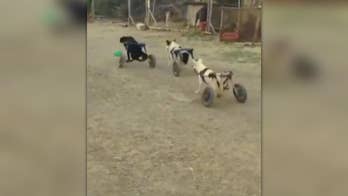 'Wheelie dogs' enjoy a game of tag at Moroccan animal sanctuary