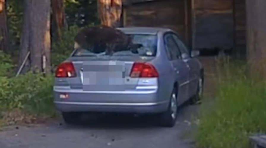 Cop shoots out back window to free bear from car