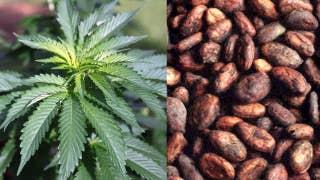 Cannabis-infused coffee: Will it go mainstream? - Fox News