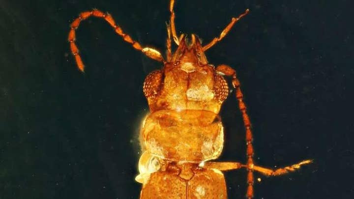 A 99-million-year-old beetle found with pollen