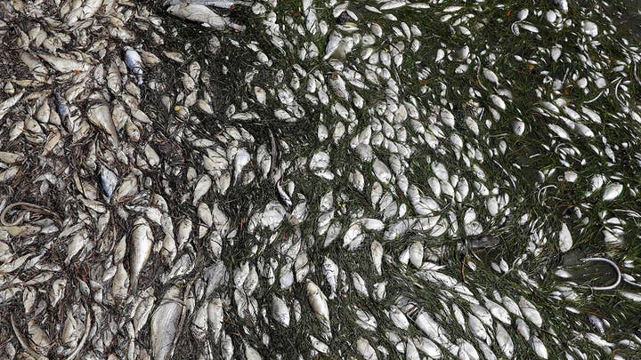 Researchers hope they've found a solution to red tide