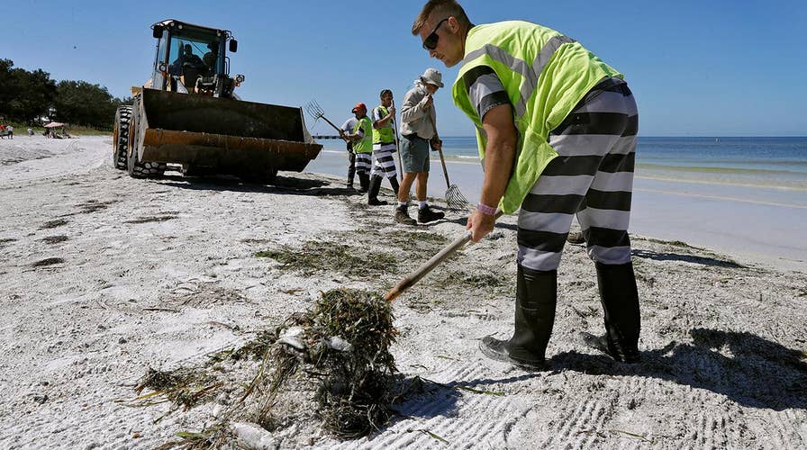 Toxic algae bloom decimates Florida sea life