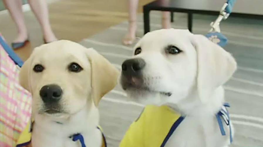 PenFed Credit Union helps employees raise service dogs