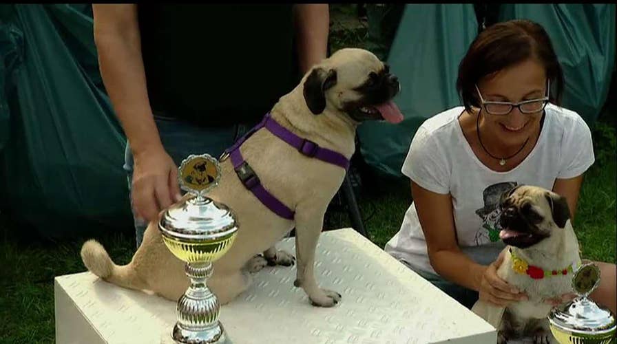 Berlin pug race crowns triple victor, Emma The Pug.