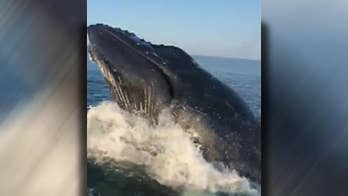 Fisherman films whale breaching right next to boat: It 'scared the crap out of me'