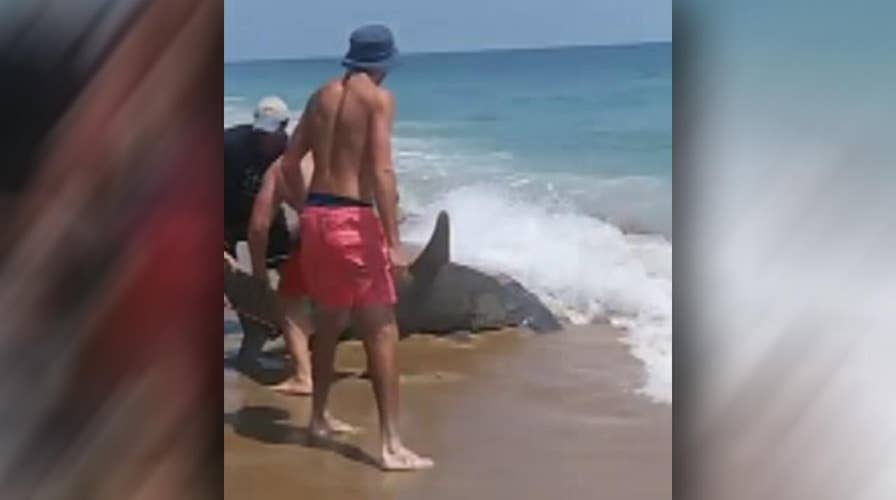 Fishermen reel in 11-foot hammerhead shark