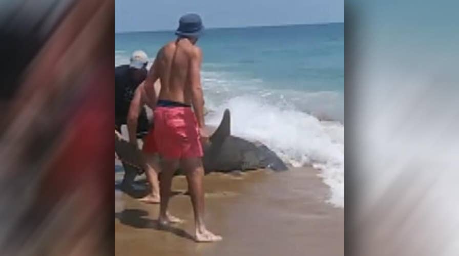 Fishermen reel in 11-foot hammerhead shark