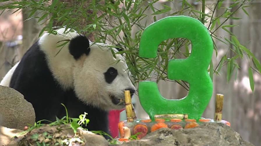 DC panda Bei Bei celebrates his third birthday