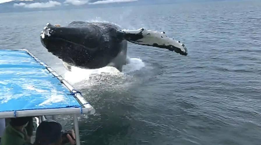 Raw video: Humpback soaks whale watchers