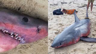 Great white shark washed ashore in Massachusetts with red hue - Fox News