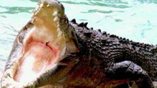 The case for not killing alligators - Fox News