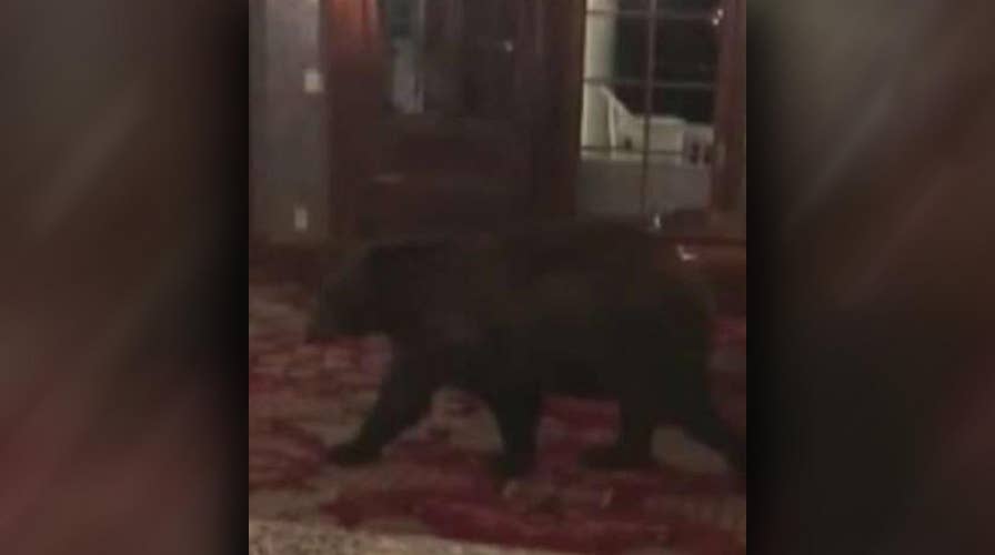 Bear wanders into 'The Shining' hotel in Colorado