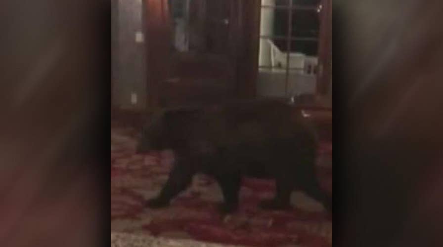 Bear wanders into 'The Shining' hotel in Colorado