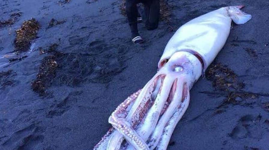 Giant squid washes ashore in New Zealand