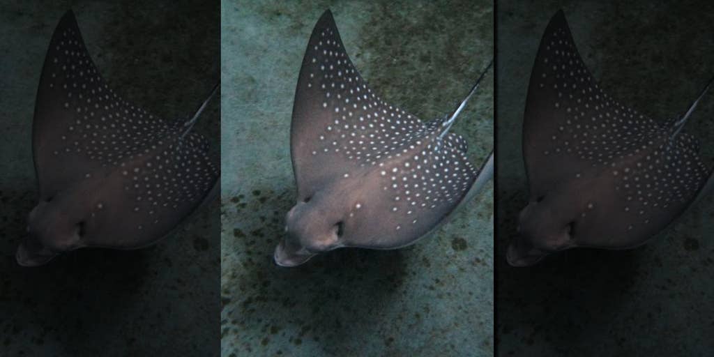 stingray giving birth