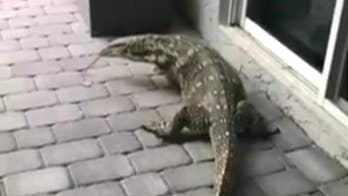 Giant lizard in Florida evades capture, torments family: It's 'terrifying to look at'