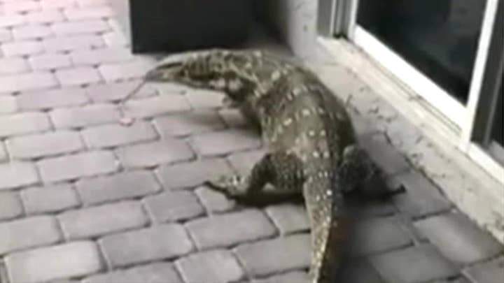 Lizard terrorizes Florida family