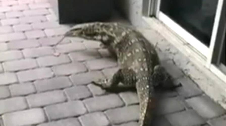 6-foot lizard terrorizes Florida family