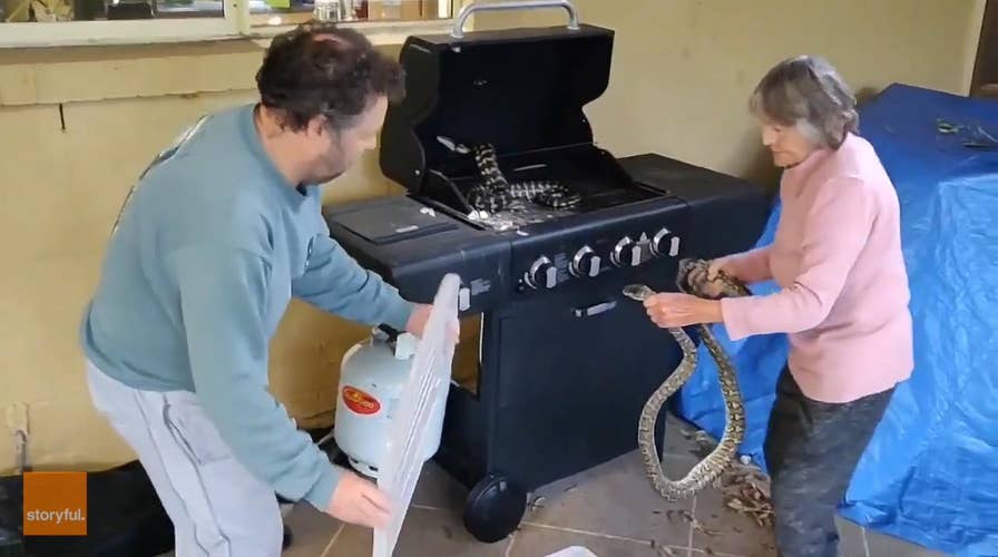 Incredible video: Australian grandmother vs. two pythons