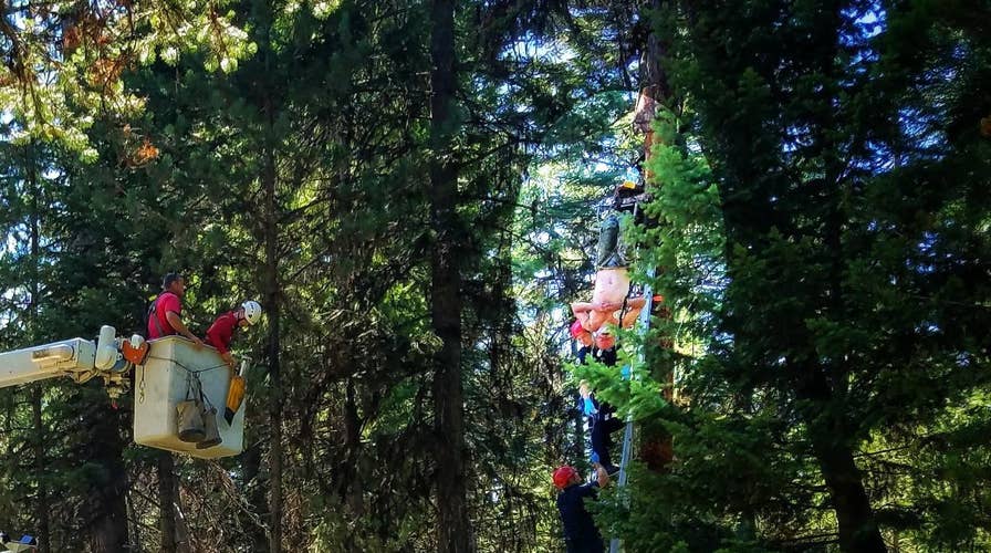 Oregon hunter falls from his tree stand and is left hanging for two days