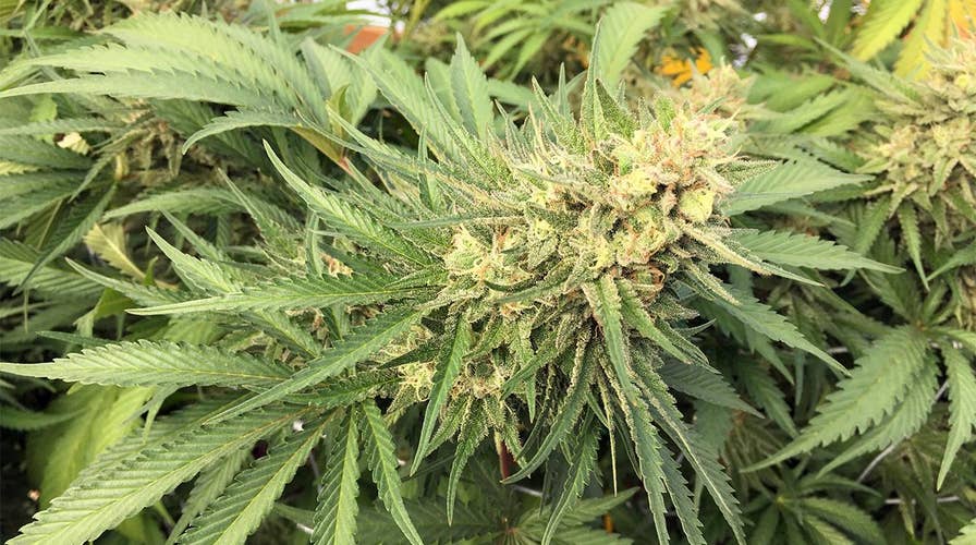 Is society mainstreaming marijuana too quickly?