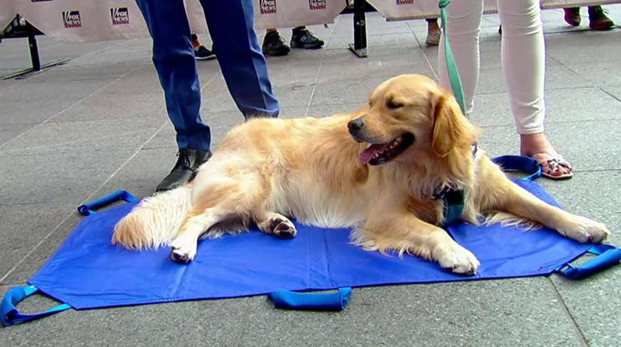 Tips to prepare your pets for emergencies