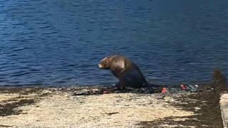 Sea lion rescued, back at sea after spending 4 days on land - Fox News