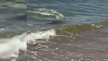 Shark in shallow water reportedly spooks beachgoers on North Carolina's Bald Head Island