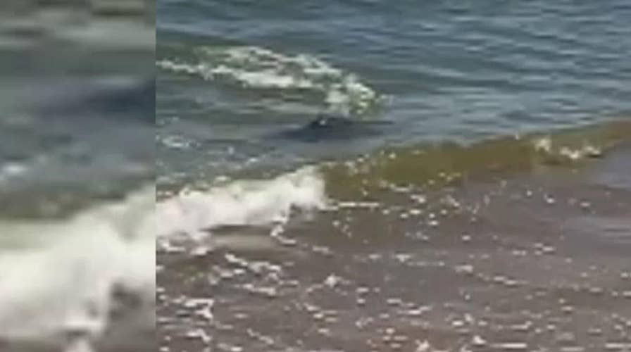 Shark in shallow water spooks beachgoers in North Carolina