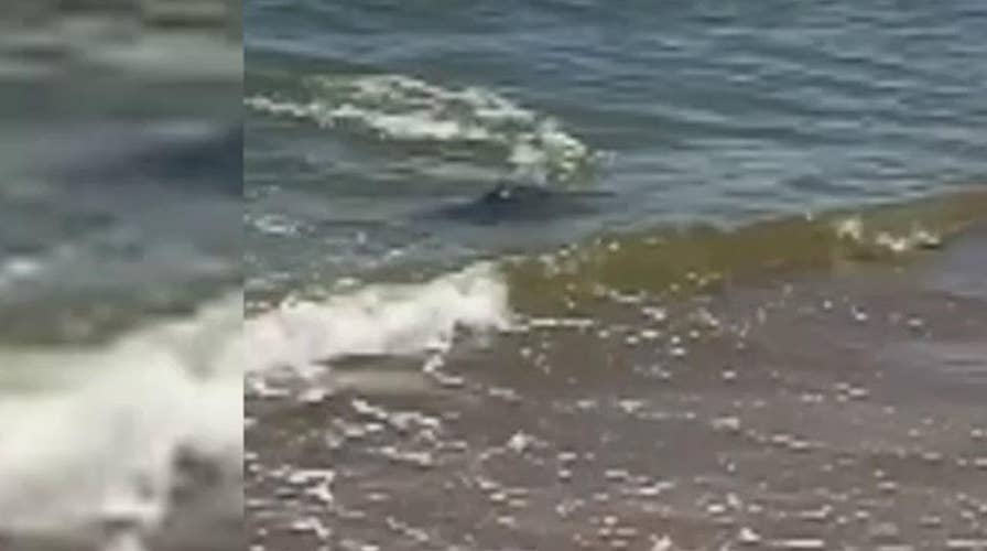 Shark in shallow water spooks beachgoers in North Carolina