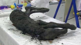 40,000 year old prehistoric horse discovered in Siberia - Fox News
