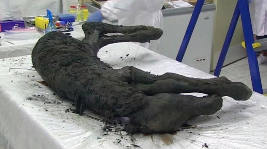 40,000 year old prehistoric horse discovered in Siberia