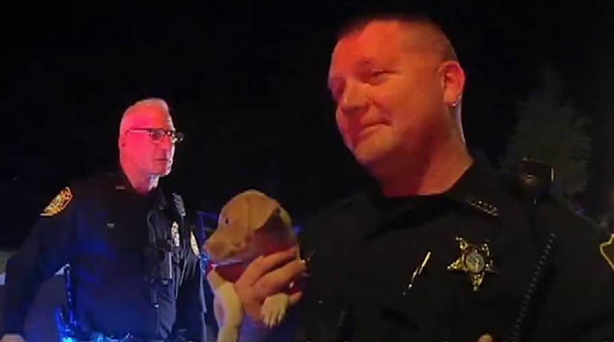 Pit bull puppy emerges from car after police chase