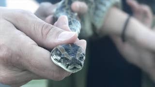 Hybrid pythons could threaten beyond Florida Everglades - Fox News