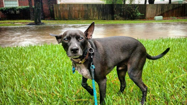 Hurricane season: Safety tips for pets