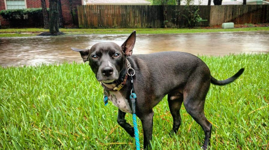 Hurricane season: Safety tips for pets