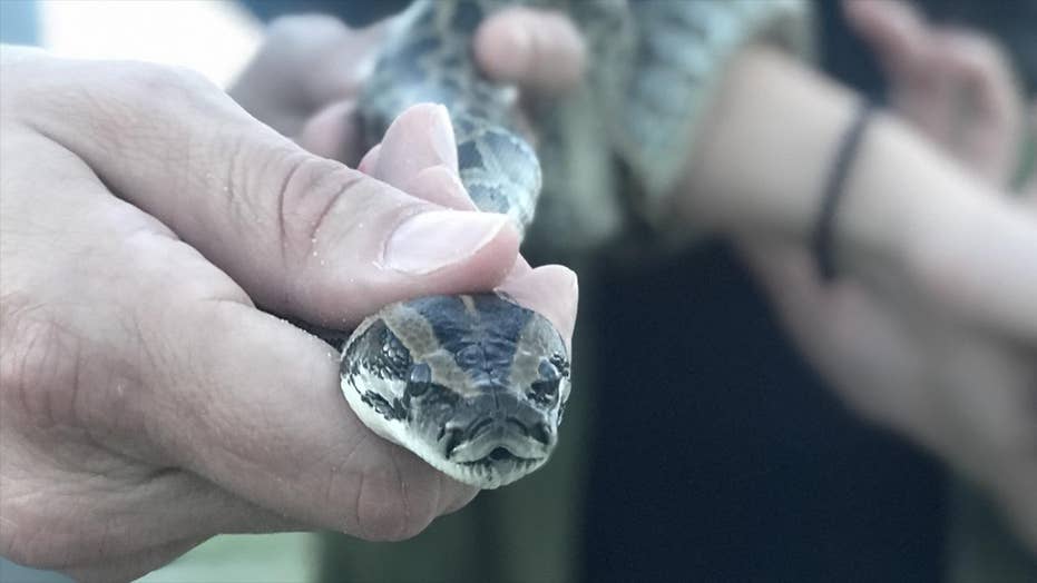Hybrid python threat has spread beyond Florida Everglades, DNA study ...